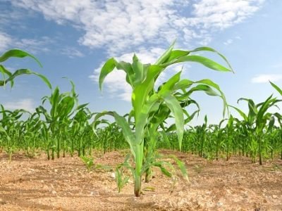 Foto-01-Fotos-Shutterstock-4