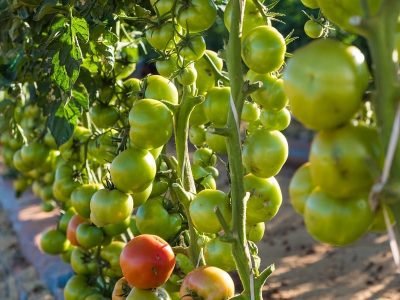 Fotos Thiago Mesquita