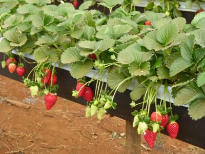 Fotos Vlademir Landivia