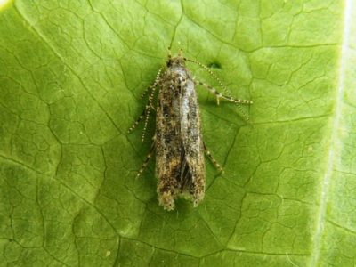 FotosEmbrapa-Hortaliças