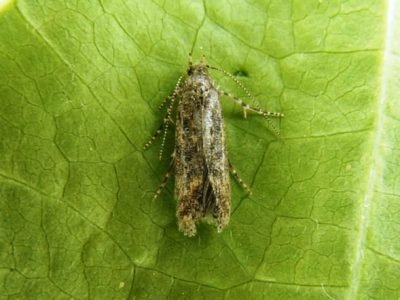 FotosEmbrapa-Hortaliças