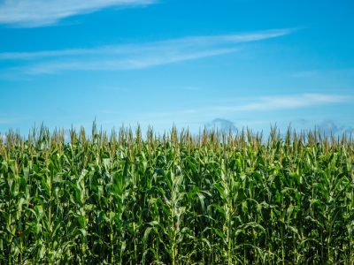 Foto 01 - Fotos Shutterstock