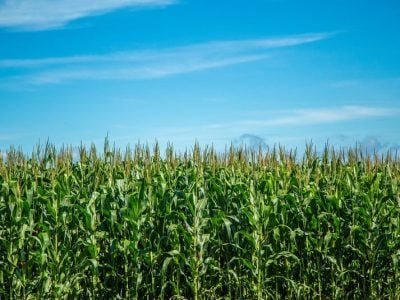 Foto 01 - Fotos Shutterstock