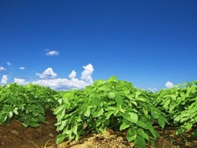 Foto-01-FotosShutterstock1-600x471