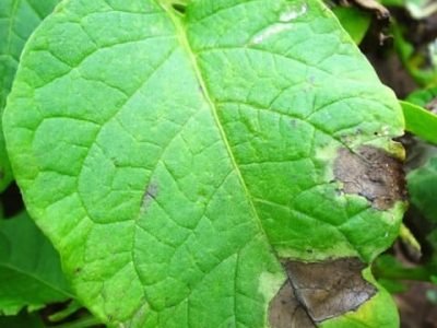 Fungicidas para requeima na batata - Crédito Jesus TÃ¶foli