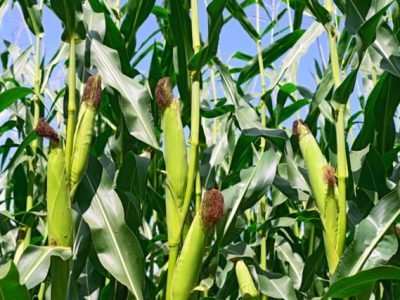 Foto-01-Geociclo-Crédito-Shutterstock