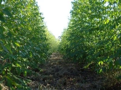 Foto-01-Gesso-enriquece-as-camadas-subsuperficiais-do-solo-CréditoNutrion