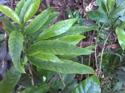 Giovani Belutti Voltolini