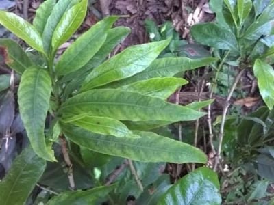 Giovani Belutti Voltolini