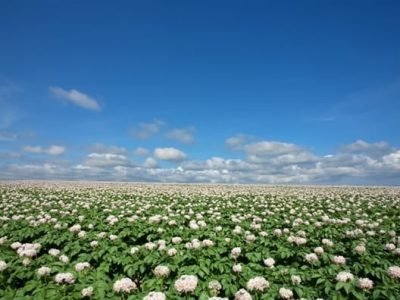 Green Has - Crédito Shutterstock