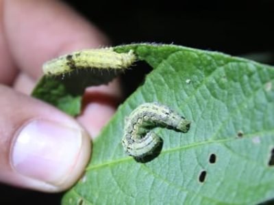 Helicoverpa - Crédito Baltazar Fiomari