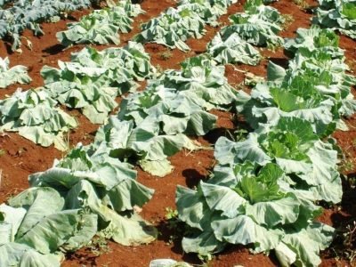 Hérnia das crucíferas é sério problema em repolho - Créditos Igor S. Pereira