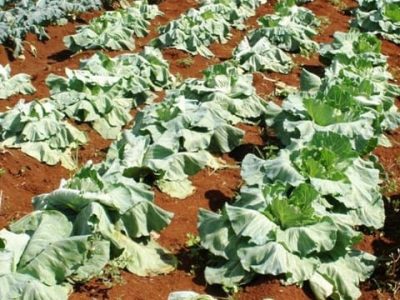 Hérnia das crucíferas - o perigo ronda as HF - Crédito Igor S. Pereira