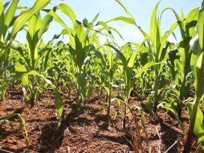 Foto 01 - Híbridos de milho reduzem a incidência de nematoides - Crédito Miriam Lins