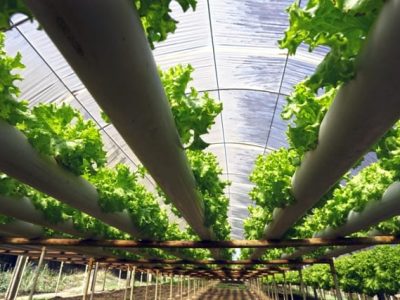 Foto 01 - Hidroponia é opção para áreas pedregosas - Crédito Shutterstock