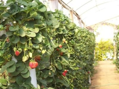 Hidroponia vertical - Crédito João Roberto Abacherli