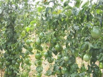 Informe Técnico - Maracujá - Crédito Agrocinco