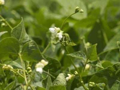 Inoculação elimina adubação nitrogenada no feijão - Crédito Cristiano de Oliveira