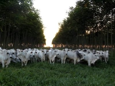 Integração lavoura, floresta e pecuária - Crédito Gabriel Faria Rezende