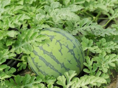 Irrigação localizada por gotejamento em melancia - Fotos Shutterstock