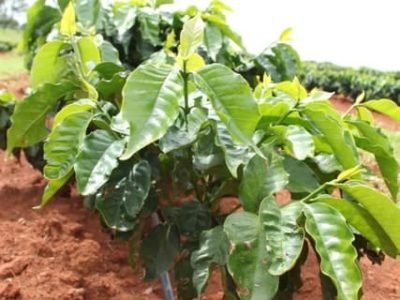 Irrigação por gotejamento economiza água - Crédito Luize Hess