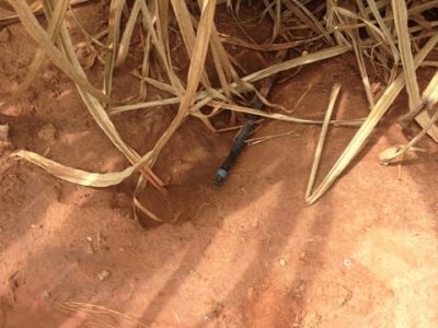 Irrigação por gotejamento em cana - Crédito Netafim