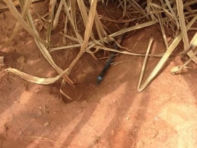 Irrigação por gotejamento em cana - Crédito Netafim