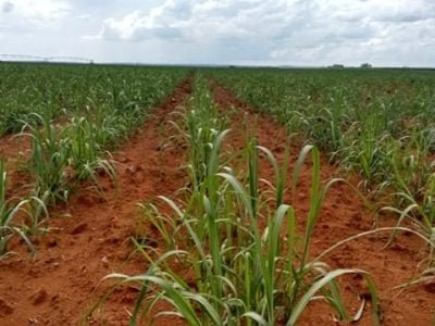 Lavoura de cana em Paracatu com 40 dias - Crédito Carlos Eiterer