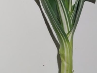 Foto 01 - Leandro Marcuzzo (1)