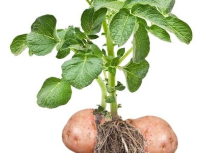 Liberação lenta de nitrogênio para a batata - Crédito Shutterstock