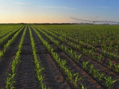 Manejo biológico aumenta enraizamento das plantas - Créditos Shutterstock