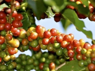 Manejo de pré e pós-colheita do café - Créditos Cristiano Soares de Oliveira