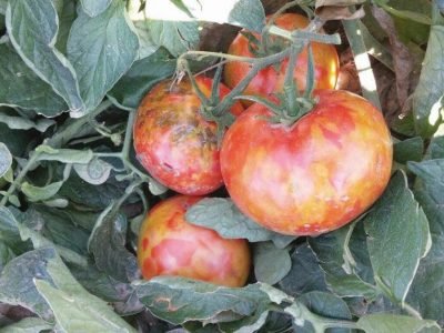 Foto: Giancarlo Couto