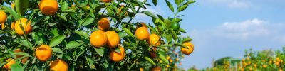 Vibrant,Orange,Citrus,Fruits,On,A,Kumquat,Tree,Against,Blue