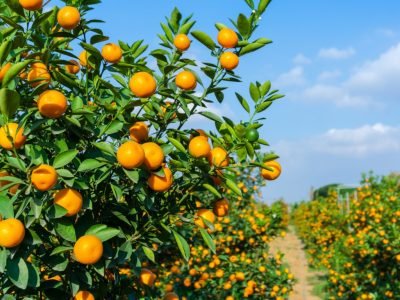 Vibrant,Orange,Citrus,Fruits,On,A,Kumquat,Tree,Against,Blue