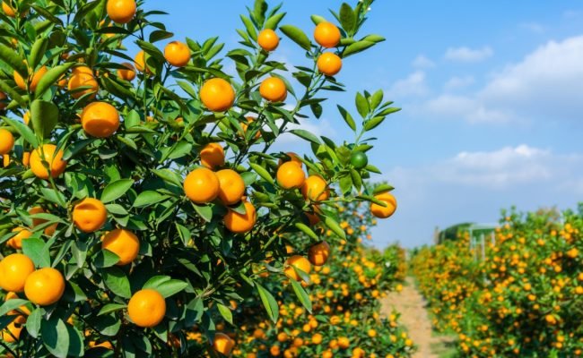 Vibrant,Orange,Citrus,Fruits,On,A,Kumquat,Tree,Against,Blue