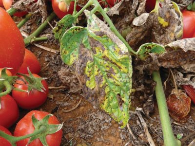 Créditos: Alice Quezado