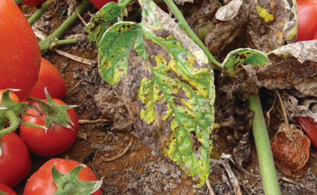 Créditos: Alice Quezado