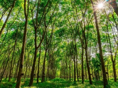 Latex rubber plantation or para rubber tree or tree rubber with sun ray in southern Thailand