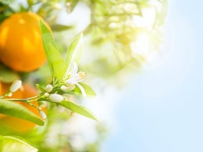 Oranges,Fruits,And,Blossom,On,A,Trees,In,Orchard,And