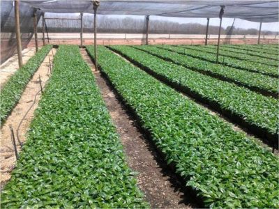 Melhor germinação do café em sacolinhas de TNT - Créditos José Braz Matiello