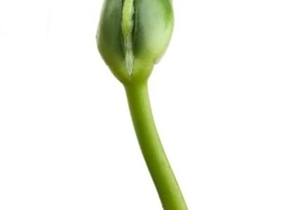 Micorrizas aumentam o aproveitamento do fósforo - CréditoShutterstock