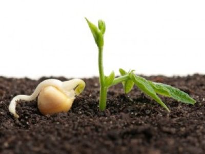 Foto-01-Micronutrientes-Créditos-Shutterstock-300x219