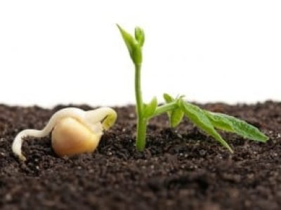 Foto-01-Micronutrientes-Créditos-Shutterstock-300x219