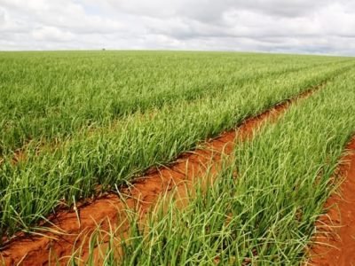 Míldio em cebola - Crédito Luize Hess