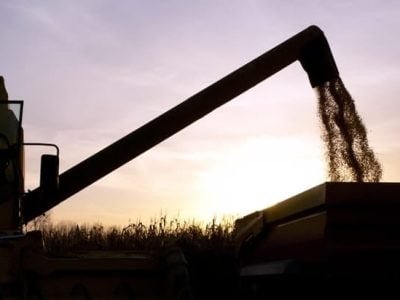 Molibdênio via sementes - Crédito Shutterstock