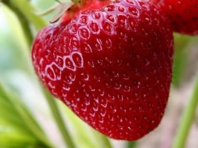 Morango - Crédito Shutterstock