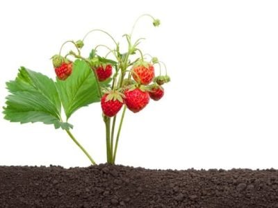 Foto 01 Mudas de qualidade garantem morango mais saboroso - Crédito Shutterstock