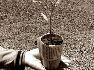 Mudas de tomate em copinho de jornal