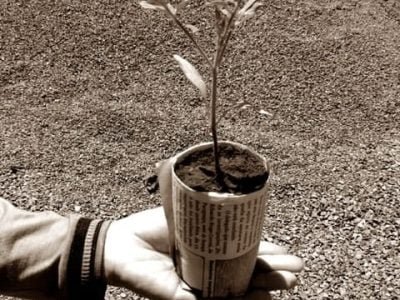 Mudas de tomate em copinho de jornal